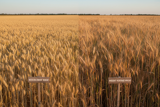 Comparison of short modern wheat stalks and tall ancient wheat varieties showing structural differences from selective breeding